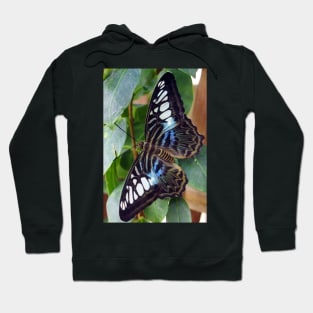 Blue Spotted Butterfly Hoodie